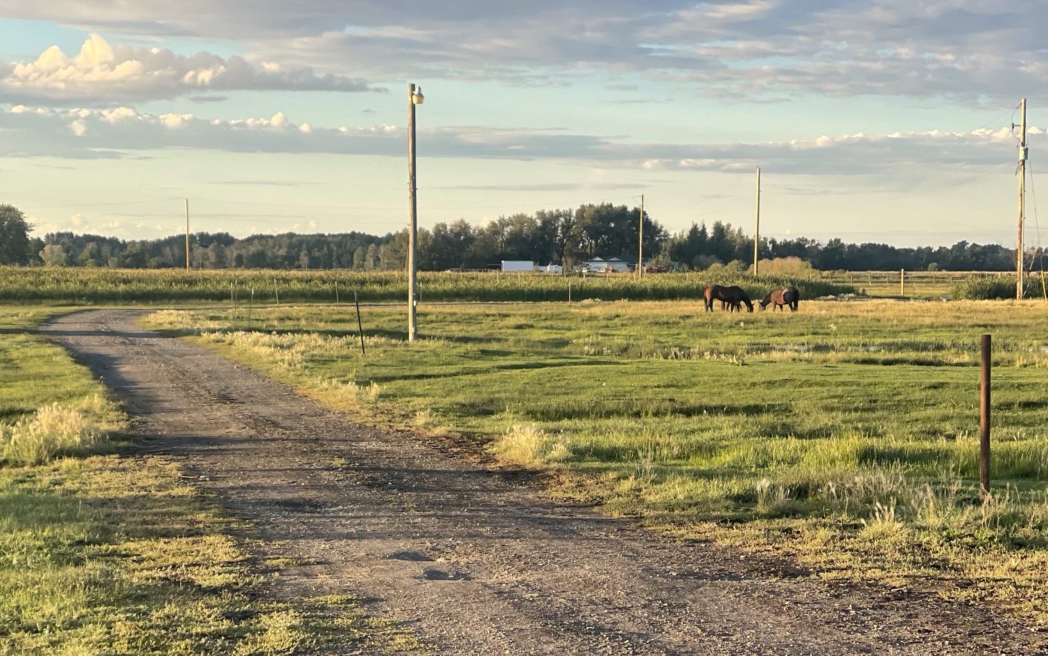 Gravel drive through a pasture with grazing horses at golden hour